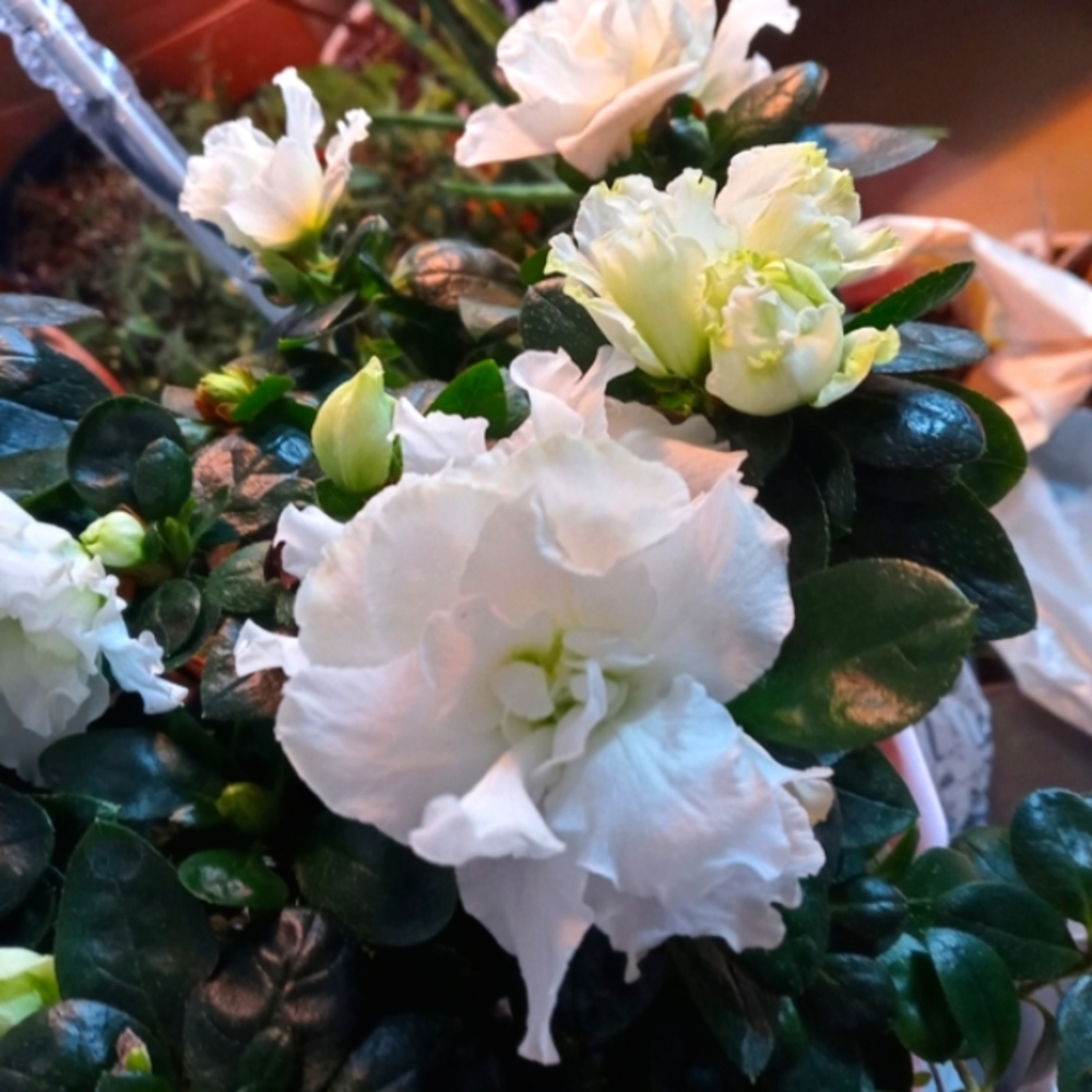 Plant: Azalea - Picture 2 of 7